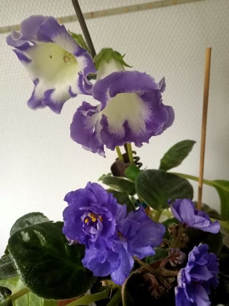 2021.07.16— I'm blue❤️ - N- O toană