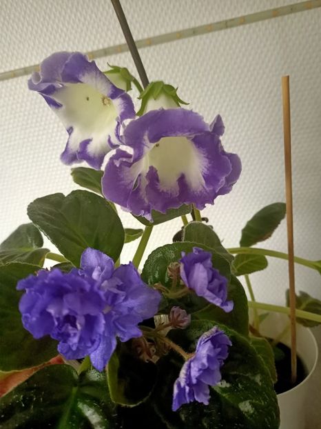 Img.2021.07.16 - N- O toană