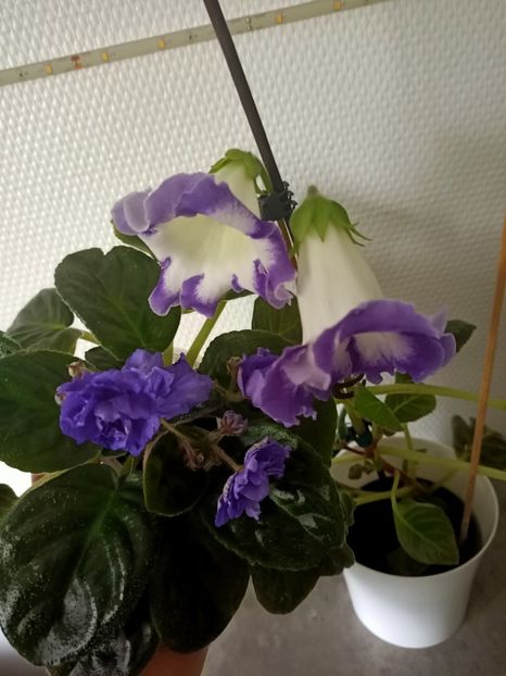 ❤️dedicatie specială pt prietena mea Gaby :) - N- O toană