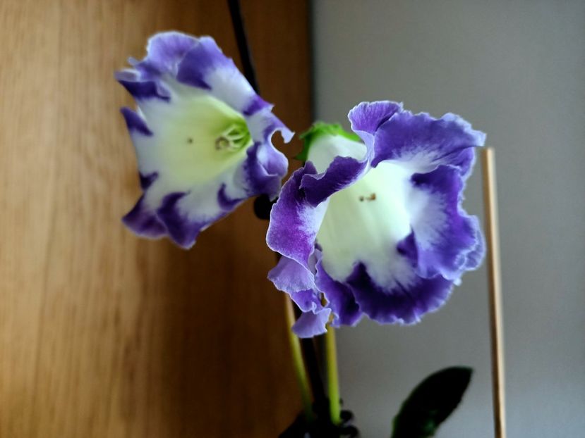 Img.2021.07.16 - Gloxinia Larissa