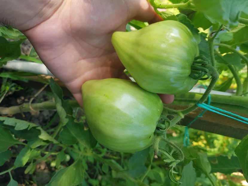 Inima de bivol bulgaresti - Iulie 2021