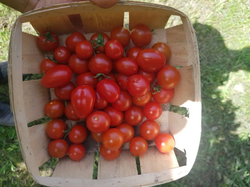 Cherry drops foarte gustoase - Iulie 2021