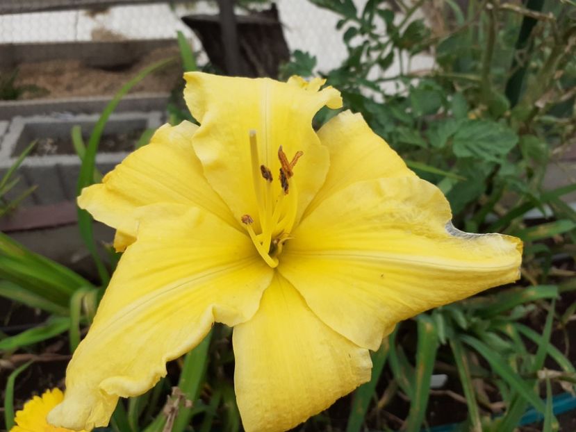 Inku zelts - Hemerocallis 2021