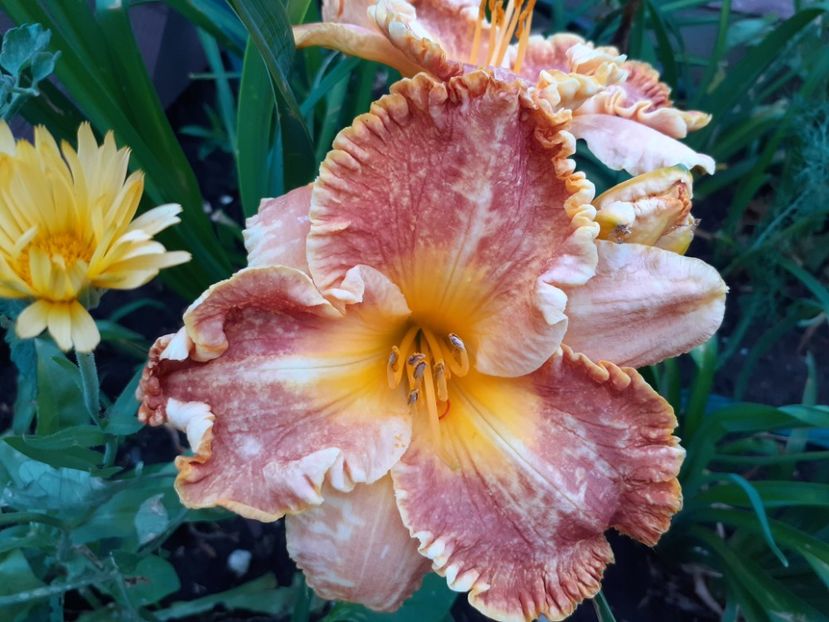 Fabulous Fortune - Hemerocallis 2021
