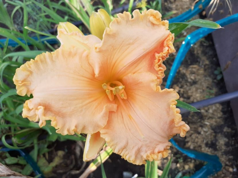 Orange cream - Hemerocallis 2021