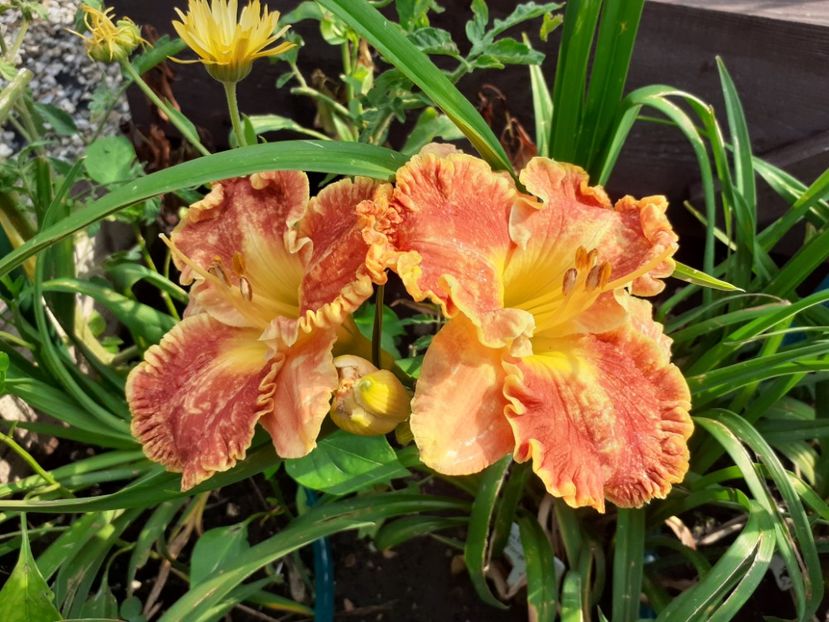 Fabulous Fortune - Hemerocallis 2021