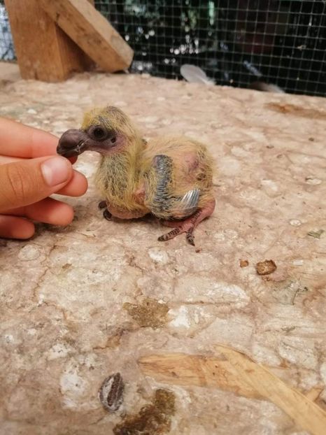 AGH - Tineret AGH 2021