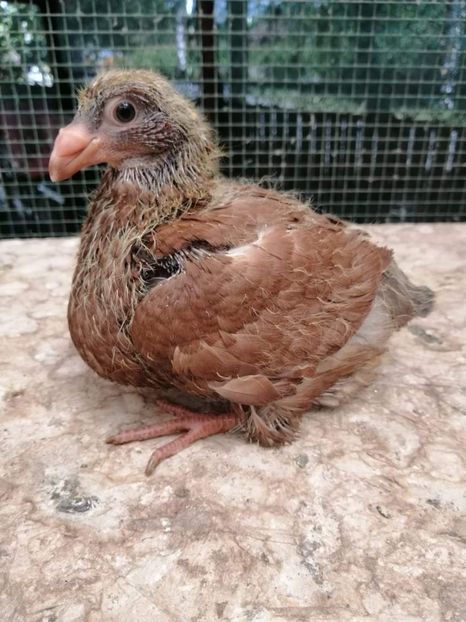 AGH - Tineret AGH 2021