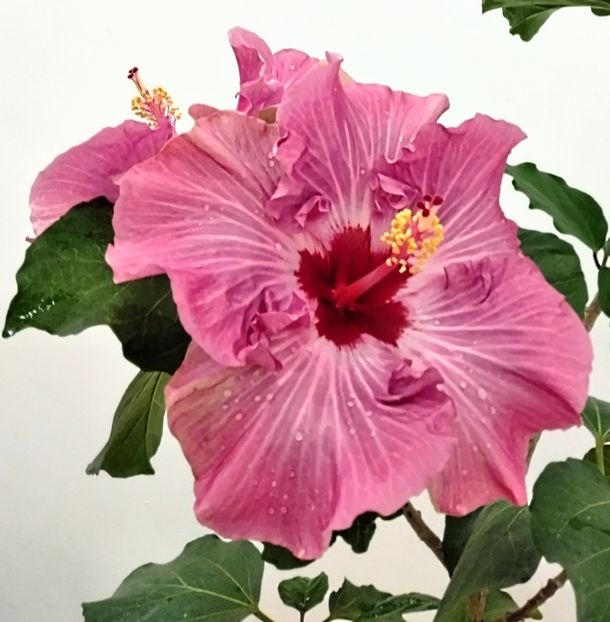  - Hibiscus Sea Grape