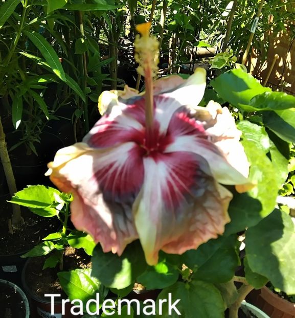  - Hibiscus Trademark