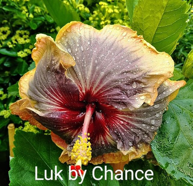  - Hibiscus Luck by Chance