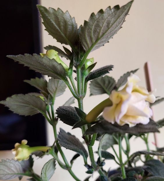  - BRID-S LUISA MARIA