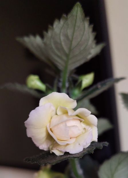  - BRID-S LUISA MARIA