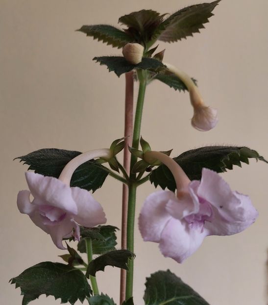  - BIANCO NATALE