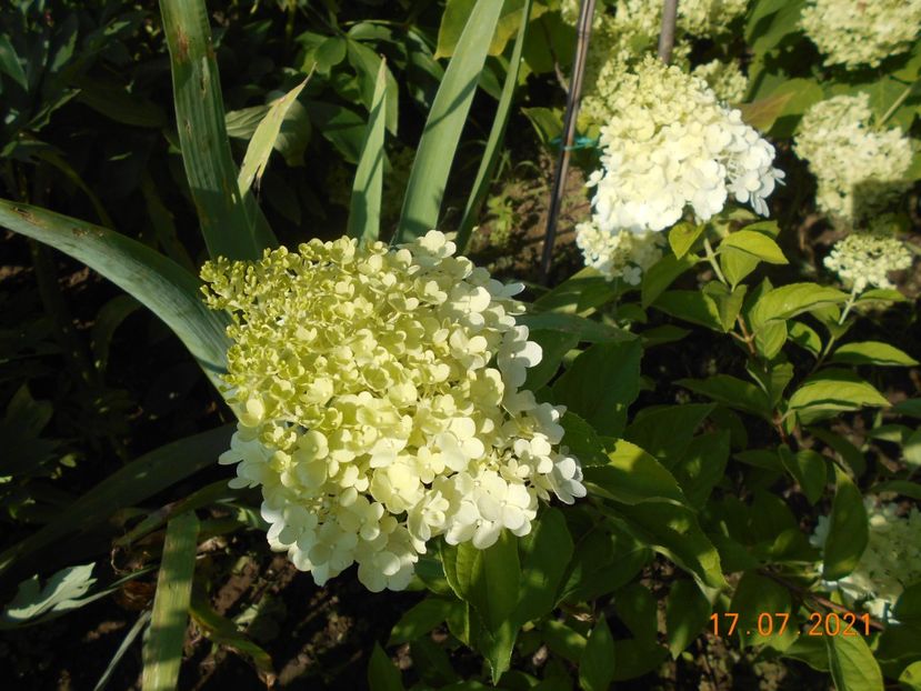  - 02 Azalee-rhododendroni-heleborusi-hortensii-hoste 2021