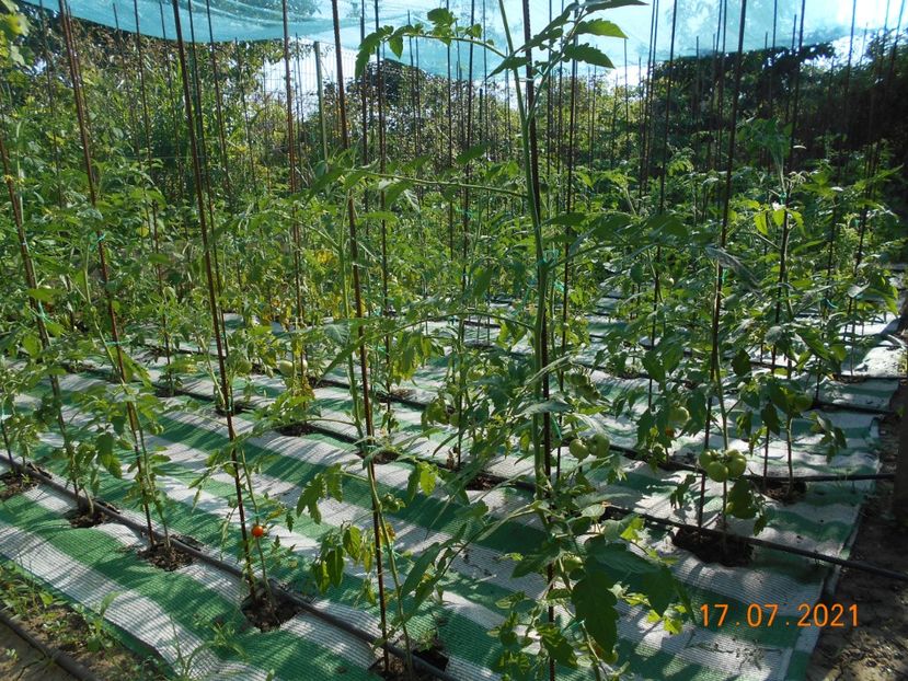  - 02 Gradina de legume 2021