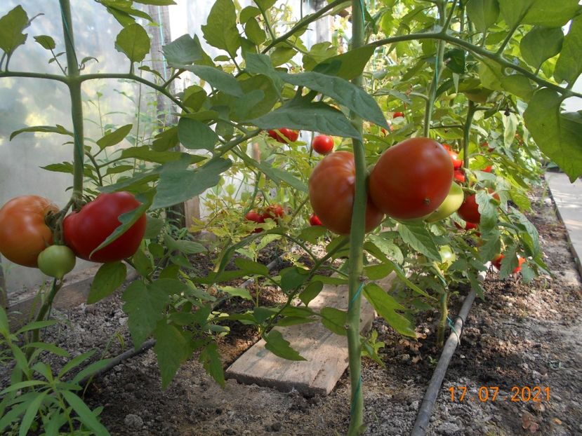  - 02 Gradina de legume 2021