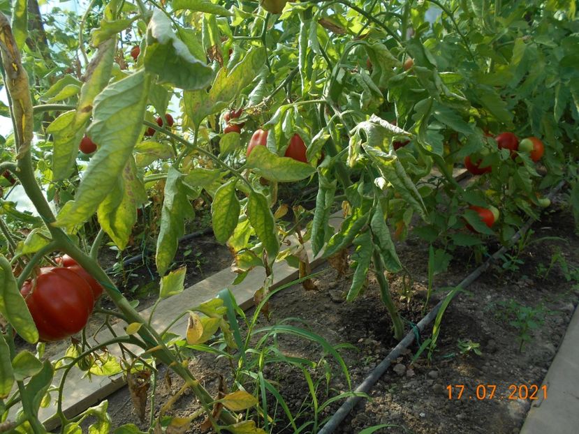  - 02 Gradina de legume 2021