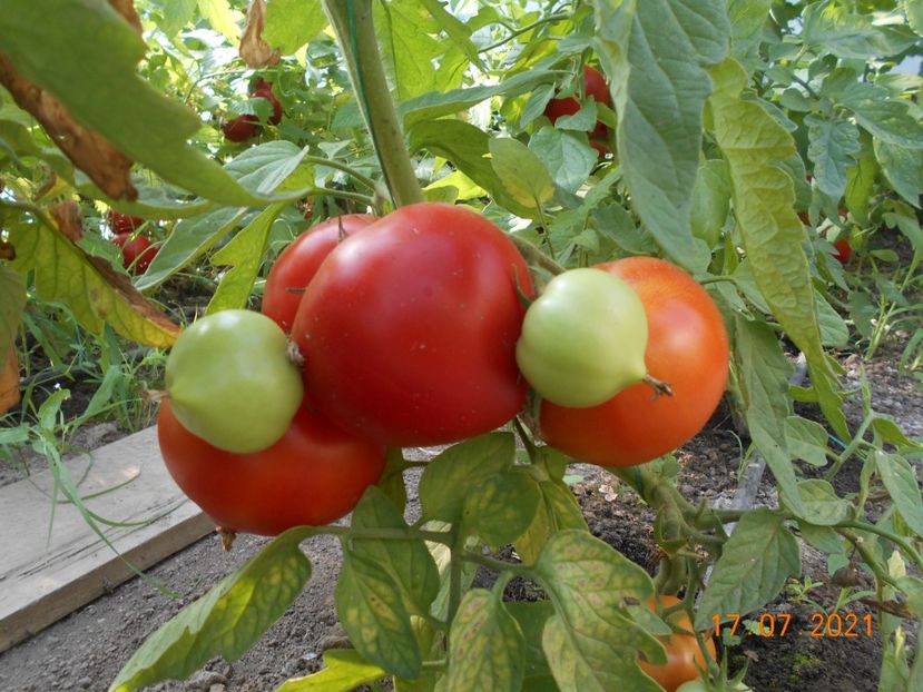  - 02 Gradina de legume 2021