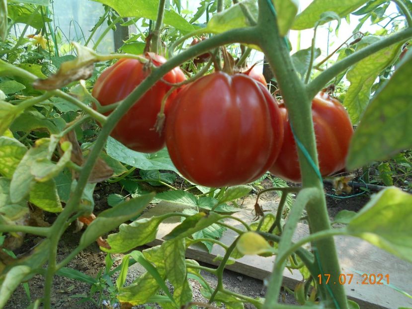  - 02 Gradina de legume 2021