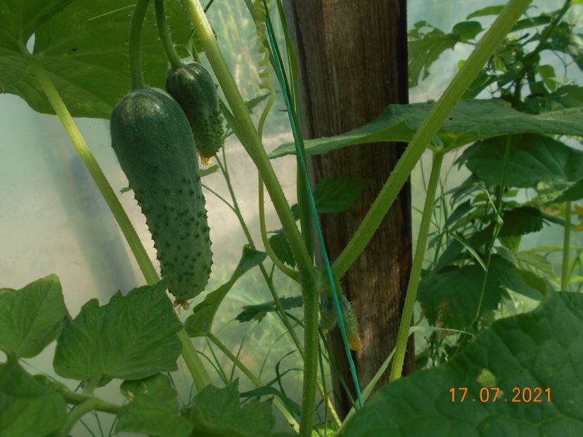  - 02 Gradina de legume 2021