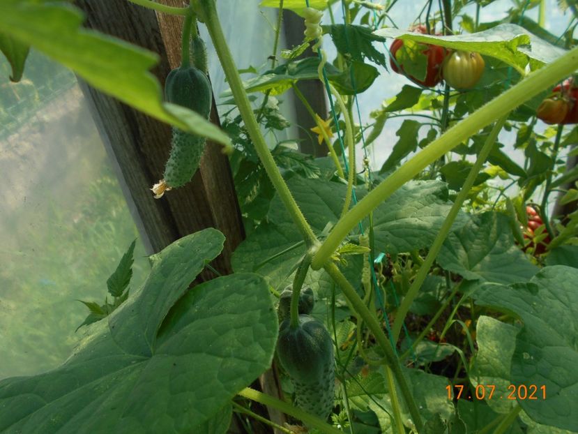  - 02 Gradina de legume 2021