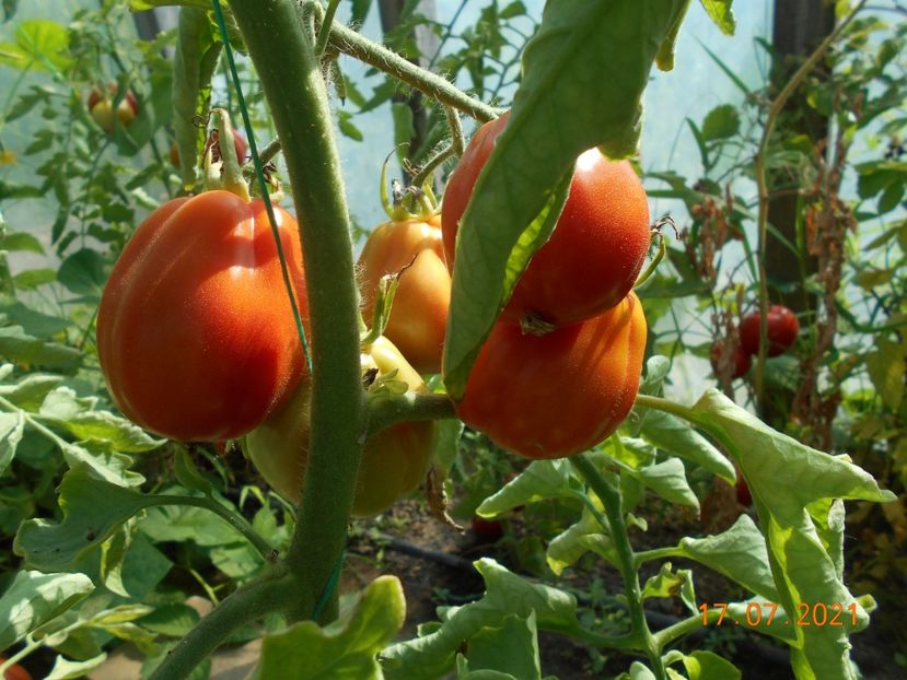  - 02 Gradina de legume 2021