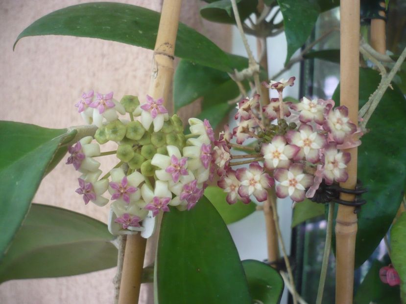 17.07.2021 - HOYA 2021-2