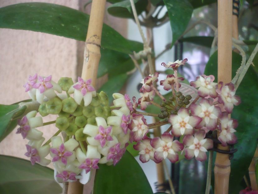 P1490717 - HOYA 2021-2
