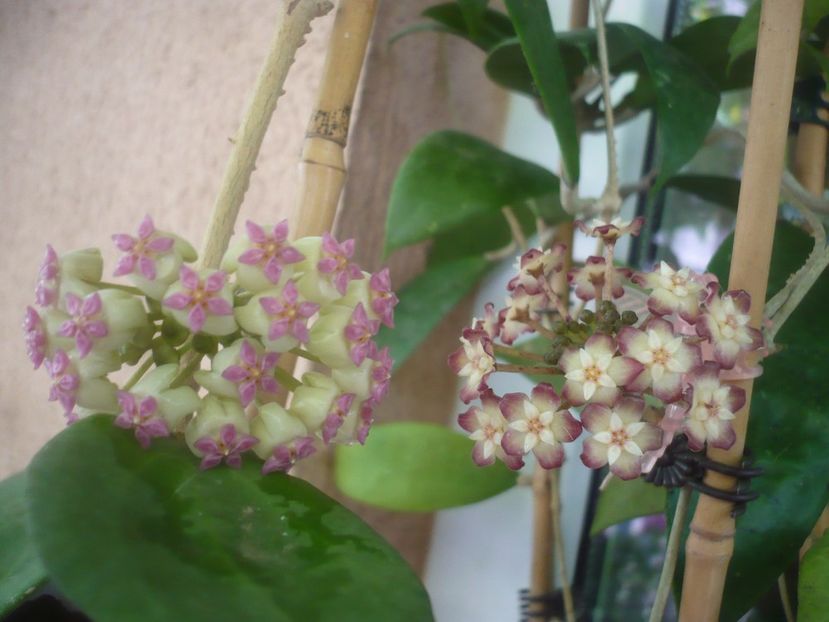 P1490719 - HOYA 2021-2