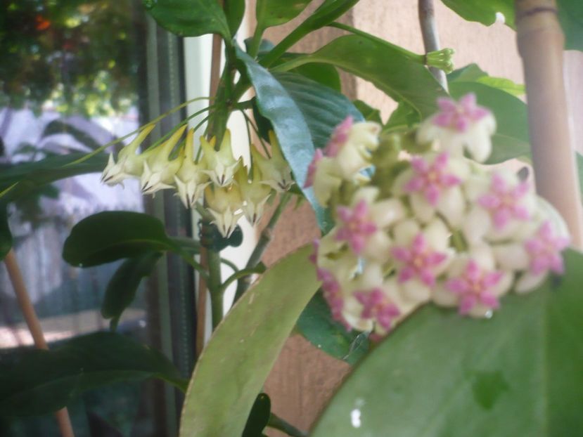 P1490722 - HOYA 2021-2