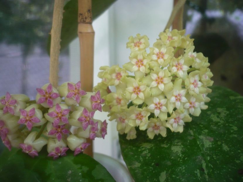 P1490725 - HOYA 2021-2