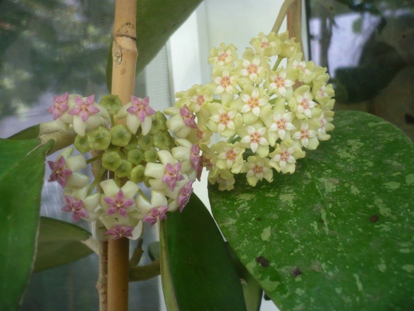 P1490726 - HOYA 2021-2