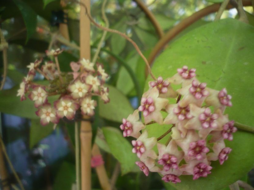 P1490743 - HOYA 2021-2