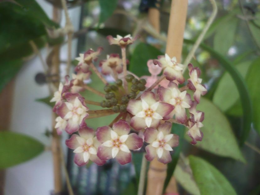 P1490713 - HOYA 2021-2