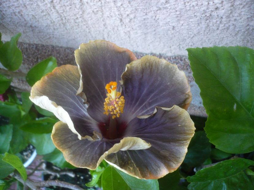 P1490734 - HIBISCUSI 2021-2