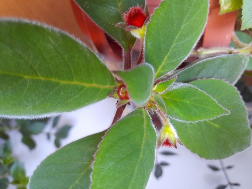  - GESNERIACEAE