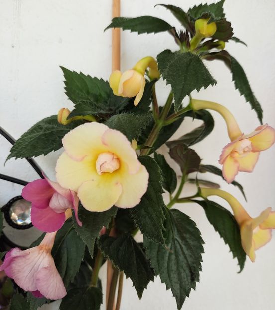 20210717_100634~2 - 2 - NIA