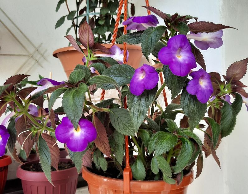 20210717_101301~2 - BRID-s LUISA