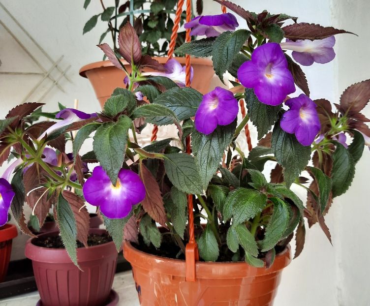 20210717_101301~4 - BRID-s LUISA