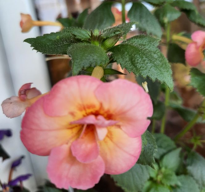 20210717_100953~2 - GOLDEN BUCK