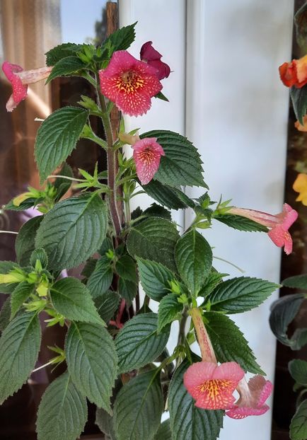 20210717_100850~2 - MMs 0118