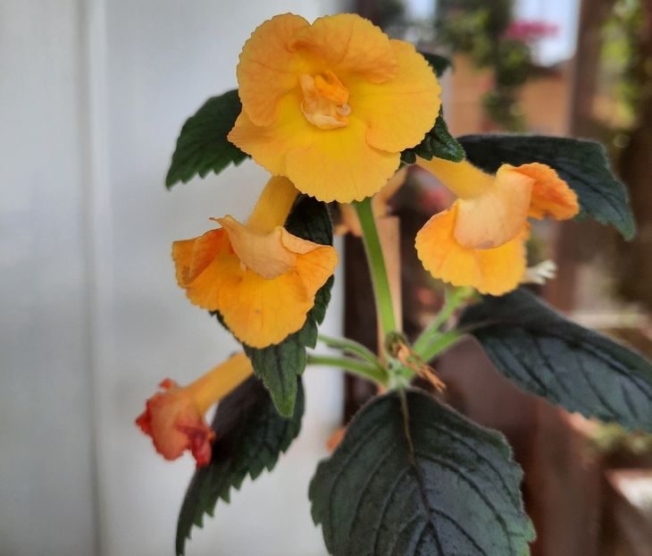 20210717_100913~2 - MMs IRINA