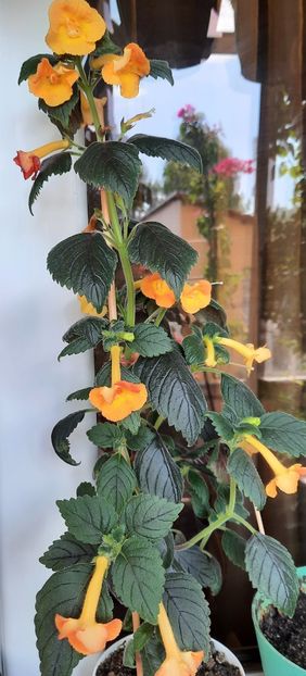 20210717_100903~2 - MMs IRINA