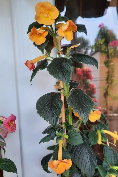 20210717_100858~2 - MMs IRINA