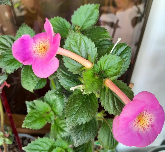 20210717_100823~2 - BRID-s VERENA