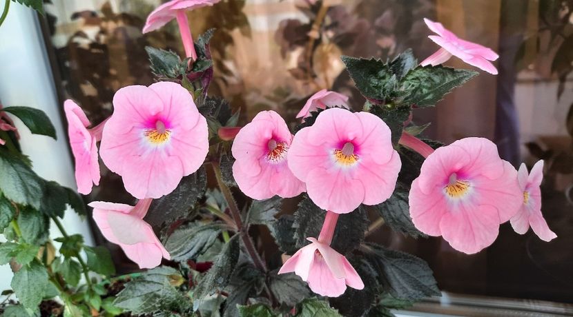 BRID'S MARGRET - AAA RIZOMI ACHIMENES DISPONIBILI -2023