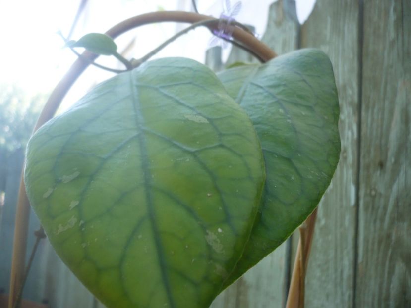 P1490751 - HOYA 2021-2