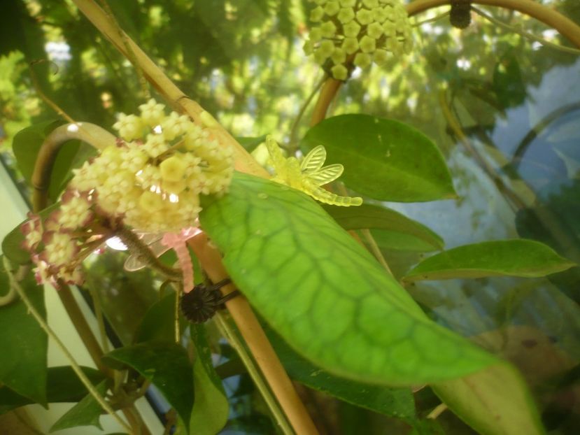 P1490756 - HOYA 2021-2