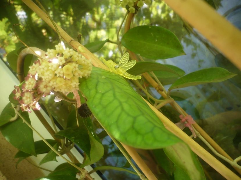 P1490757 - HOYA 2021-2